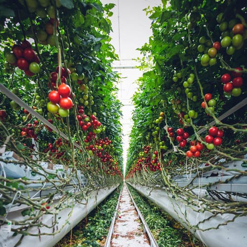 Invernadero de tomates